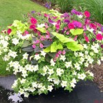 Caring For Summer Flower Planters