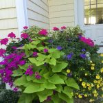 3 Tips for Great Summer Flowers