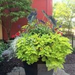 Spring Checklist for Container Plantings